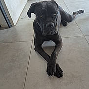 Vinka a rejoint le concours — aidez-le/la à gagner de superbes lots ! animal, black_dog, canine, companion, crossed_paws, dog, domestic_animal, floor, house, indoor, laying_down, looking, paws, pet, plant, potted_plant, resting, rope, tile_floor, wall