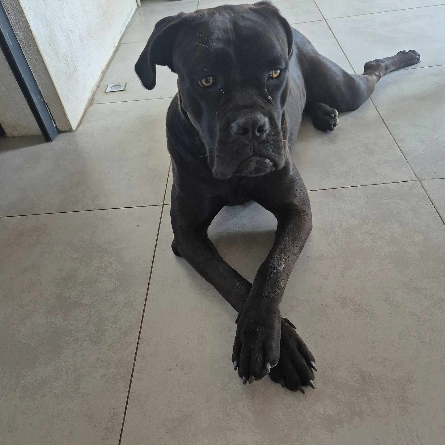 Vinka a rejoint le concours — aidez-le/la à gagner de superbes lots ! animal, black_dog, canine, companion, crossed_paws, dog, domestic_animal, floor, house, indoor, laying_down, looking, paws, pet, plant, potted_plant, resting, rope, tile_floor, wall