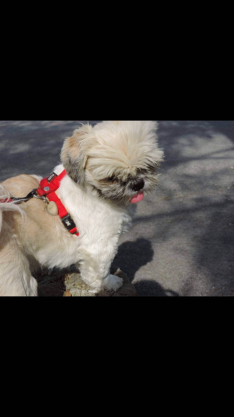 Helly a rejoint le concours — aidez-le/la à gagner de superbes lots ! canidae, carnivore, chinese_imperial_dog, companion_dog, dog, dog_breed, kyi_leo, lhasa_apso, lowchen, maltepoo, maltese, mammal, non_sporting_group, puppy, rare_breed_dog, shih_tzu, snout, sporting_group, toy_dog, vertebrate