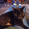 cat, black_cat, pet, feline, golden_eyes, whiskers, ears, fur, sitting, lying_down, lap, jeans, shoes, indoor, home, floor, rug, close_up, portrait, relaxed
