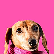 Indy participe au concours pour gagner de l'argent avec cette photo : dog, scarf, pink, portrait, animal, cute, pet, mammal, ears, fur, closeup, expression, studio, colorful, warm, cozy, fashion, looking, background, soft