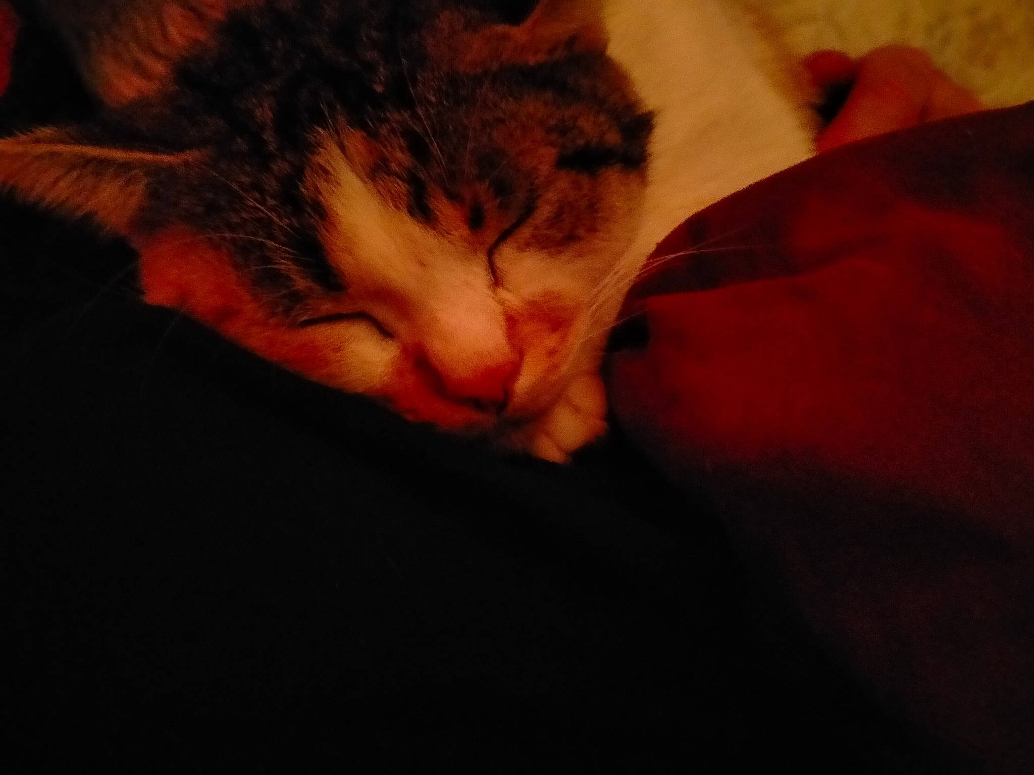 Petit Monstre a rejoint le concours — aidez-le/la à gagner de superbes lots ! carnivore, cat, close_up, domestic_short_haired_cat, ear, european_shorthair, eye, felidae, fur, kitten, nap, nose, sky, sleep, small_to_medium_sized_cats, snout, tabby_cat, whiskers