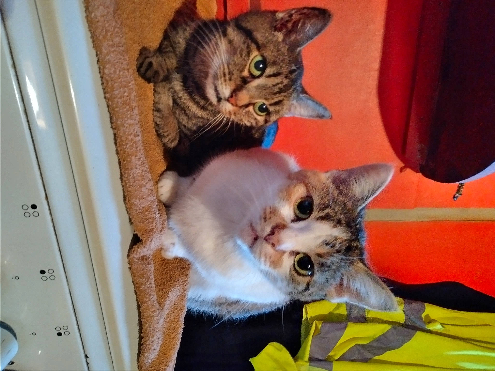 Petit Monstre a rejoint le concours — aidez-le/la à gagner de superbes lots ! asian, canidae, carnivore, cat, chausie, dog_breed, domestic_short_haired_cat, european_shorthair, fawn, felidae, fur, kitten, mammal, pixie_bob, puppy, small_to_medium_sized_cats, sporting_group, tabby_cat, vertebrate, whiskers