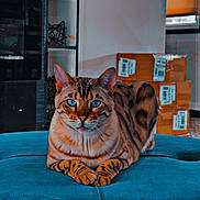 Luna is registered to the contest to win money with this photo: animal, bengal_cat, blue_eyes, box, cat, cute, domestic_cat, ears, fur_pattern, furniture, indoor, mammal, ottoman, paws, pet, relaxed, resting, shelf, striped, whiskers