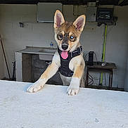 Arès a rejoint le concours — aidez-le/la à gagner de superbes lots ! puppy, dog, heterochromia, blue_eye, brown_eye, tongue_out, black_harness, concrete, indoor, sink, table, wall, ears_up, pet, young_dog, playful, happy, animal, canine, leisure