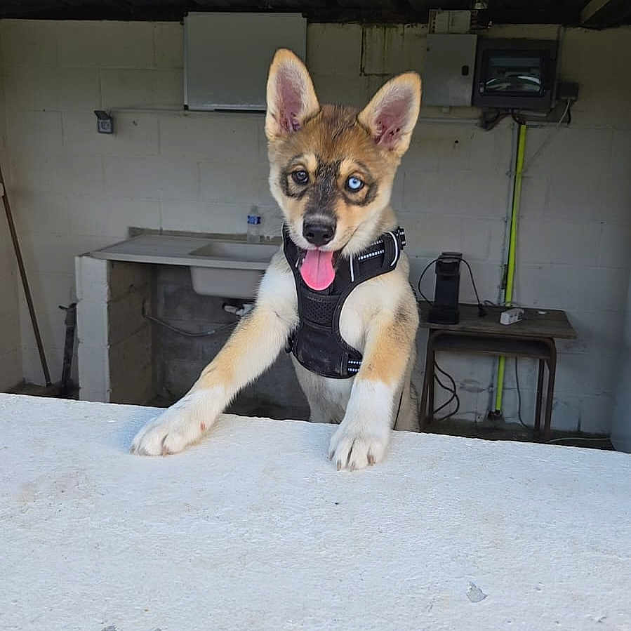 Arès a rejoint le concours — aidez-le/la à gagner de superbes lots ! animal, black_harness, blue_eye, brown_eye, canine, concrete, dog, ears_up, happy, heterochromia, indoor, leisure, pet, playful, puppy, sink, table, tongue_out, wall, young_dog