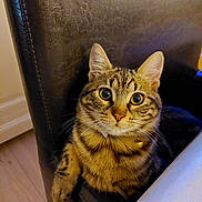 Issis participe au concours pour gagner de l'argent avec cette photo : cat, tabby, pet, animal, indoor, chair, leather, curious, paw, feline, whiskers, collar, yellow_collar, wide_eyes, close_up, domestic_cat, striped, cute, fur, looking_up