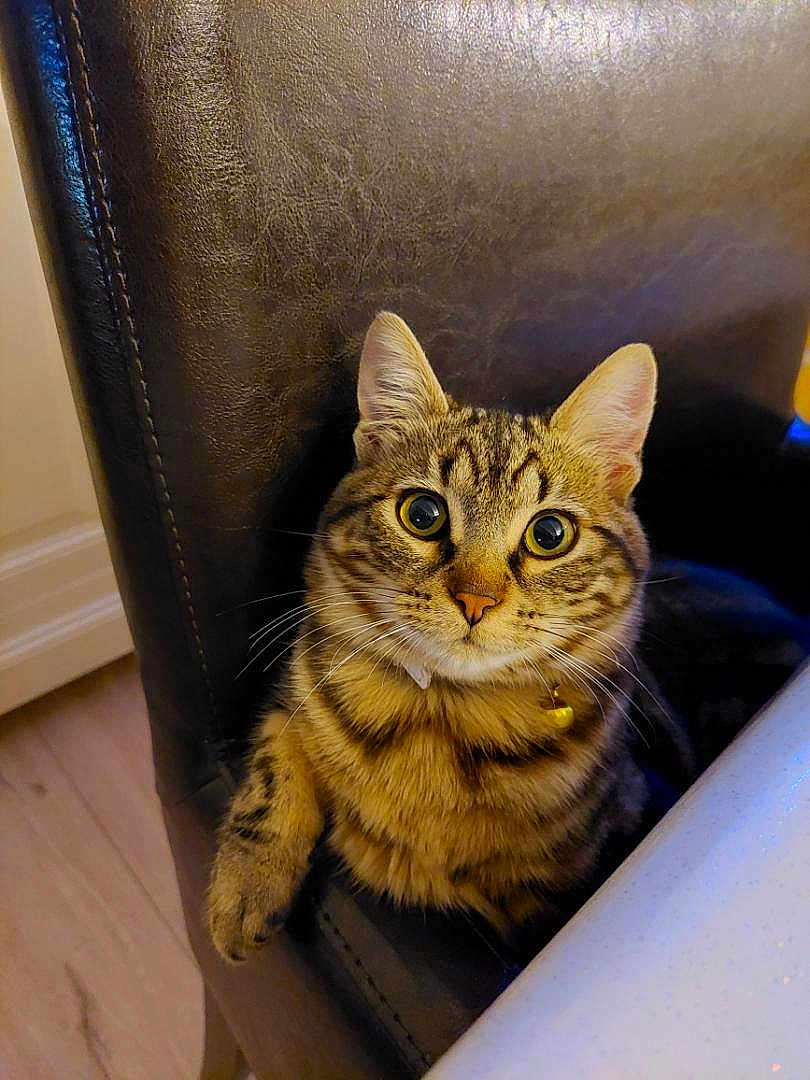 Issis participe au concours pour gagner de l'argent avec cette photo : cat, tabby, pet, animal, indoor, chair, leather, curious, paw, feline, whiskers, collar, yellow_collar, wide_eyes, close_up, domestic_cat, striped, cute, fur, looking_up