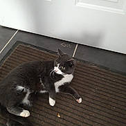 Princesse participe au concours pour gagner de l'argent avec cette photo : black_and_white, carnivore, cat, domestic_short_haired_cat, felidae, floor, flooring, fur, hardwood, kitten, paw, polydactyl_cat, small_to_medium_sized_cats, snout, tail, whiskers