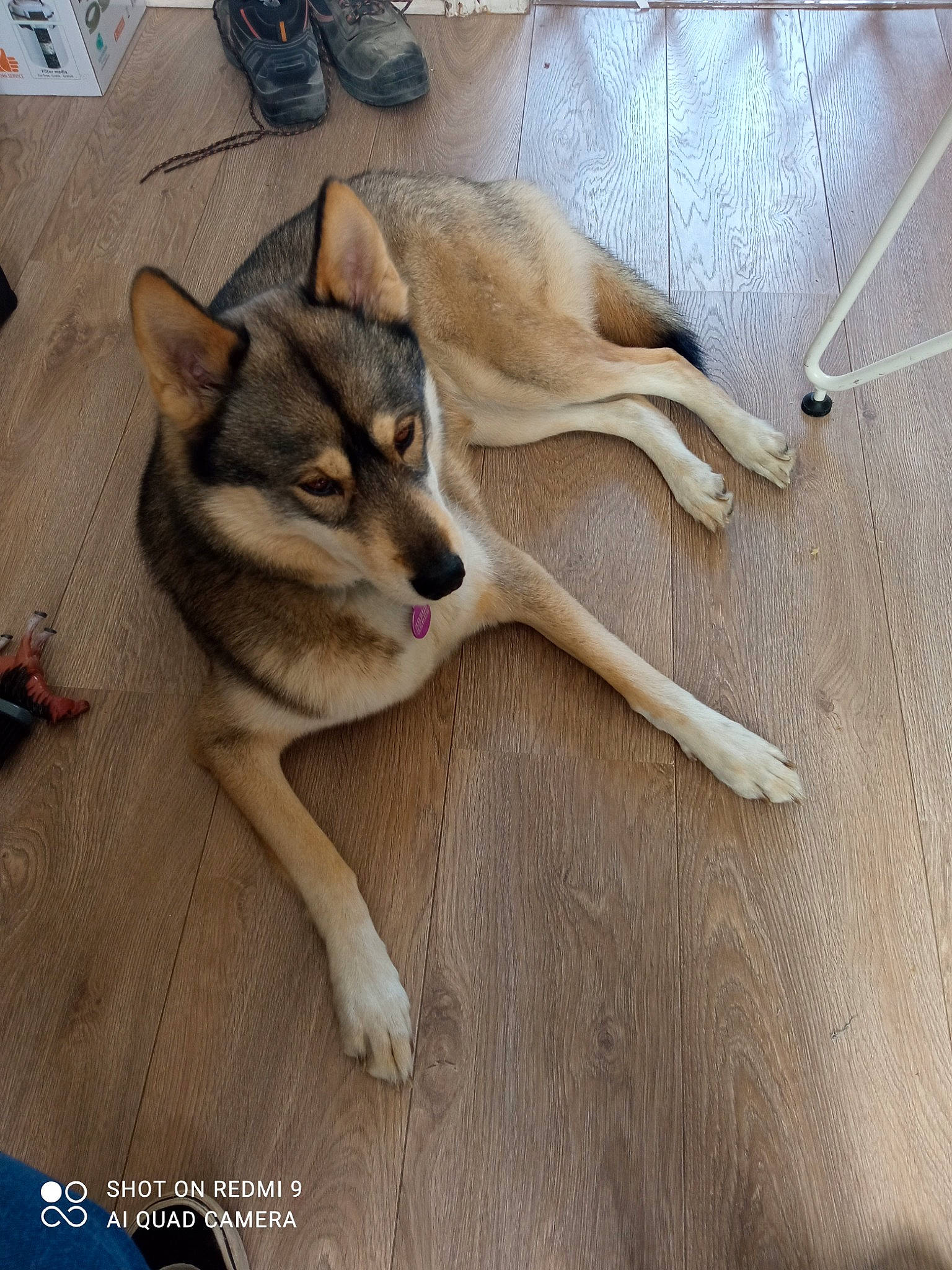 Phunky a rejoint le concours — aidez-le/la à gagner de superbes lots ! canidae, canis, carnivore, comfort, companion_dog, dog, dog_breed, fawn, flooring, fur, hardwood, paw, snout, sporting_group, tail, terrestrial_animal, wildlife, wood, wood_flooring, working_animal