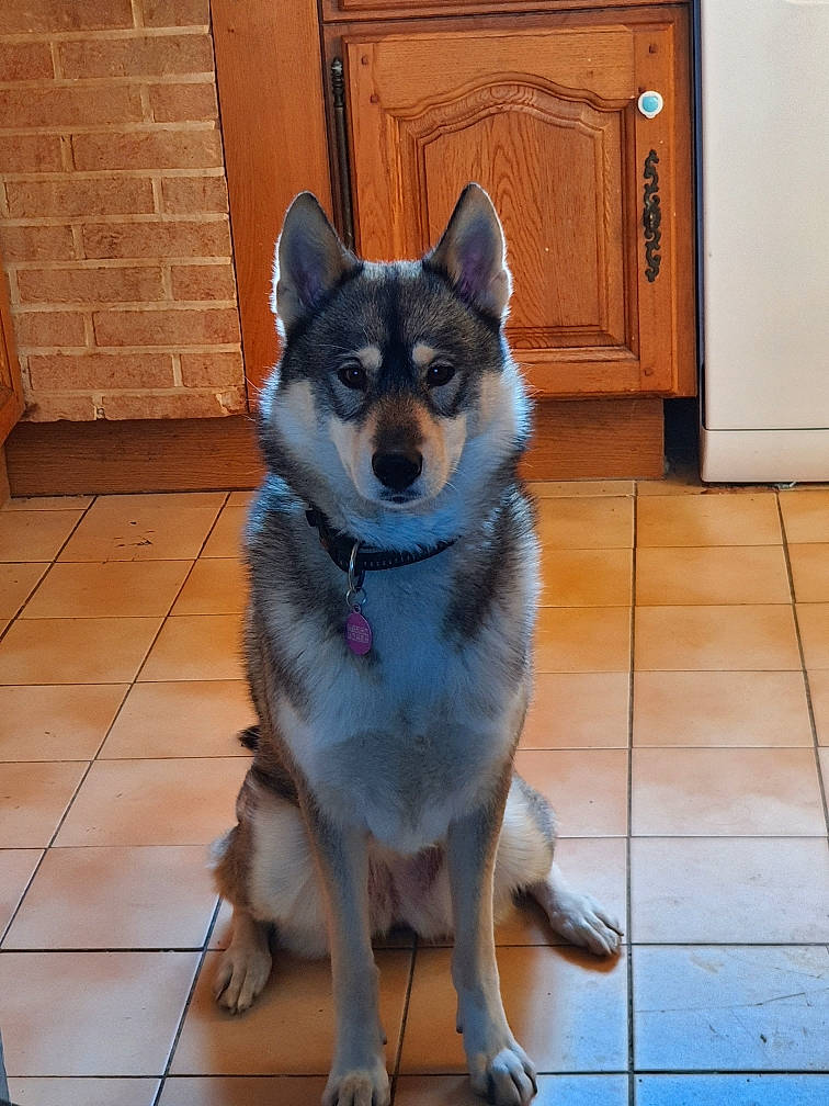 Phunky participe au concours pour gagner de l'argent avec cette photo : brick, brickwork, cabinetry, carnivore, companion_dog, cupboard, dog, dog_breed, door, electric_blue, floor, flooring, fur, hardwood, snout, tail, whiskers, window, wood, working_animal