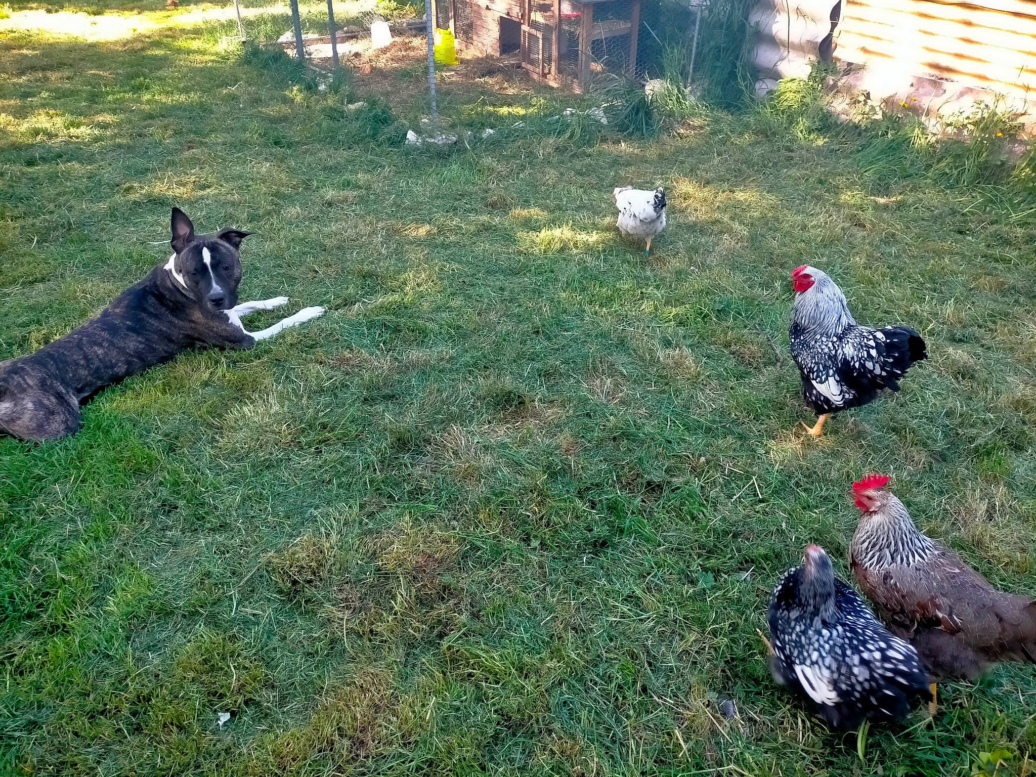 Rafale a rejoint le concours — aidez-le/la à gagner de superbes lots ! beak, bird, chicken, comb, dog, dog_breed, fowl, galliformes, grass, green, groundcover, landscape, livestock, pasture, phasianidae, plant, poultry, rooster, soil, vertebrate