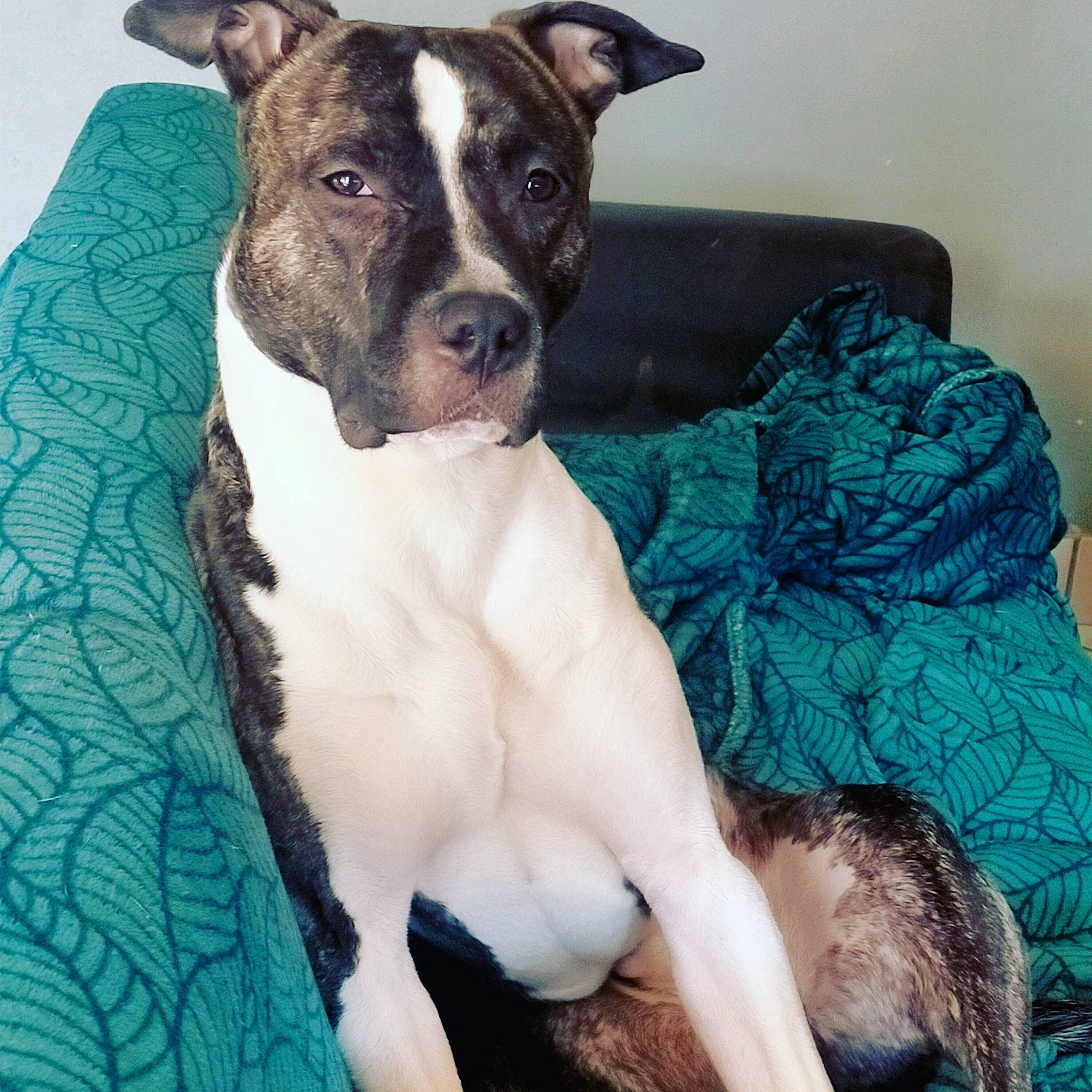 Rafale a rejoint le concours — aidez-le/la à gagner de superbes lots ! ancient_dog_breeds, canidae, carnivore, collar, comfort, companion_dog, dog, dog_breed, dog_collar, fawn, linens, metal, non_sporting_group, paw, snout, sporting_group, terrestrial_animal, whiskers, working_animal, working_dog