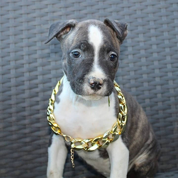 Rafale participe au concours pour gagner de l'argent avec cette photo : canidae, carnivore, collar, companion_dog, dishware, dog, dog_breed, dog_collar, dog_supply, fashion_accessory, fawn, head, metal, pet_supply, serveware, snout, sporting_group, terrestrial_animal, whiskers, working_animal