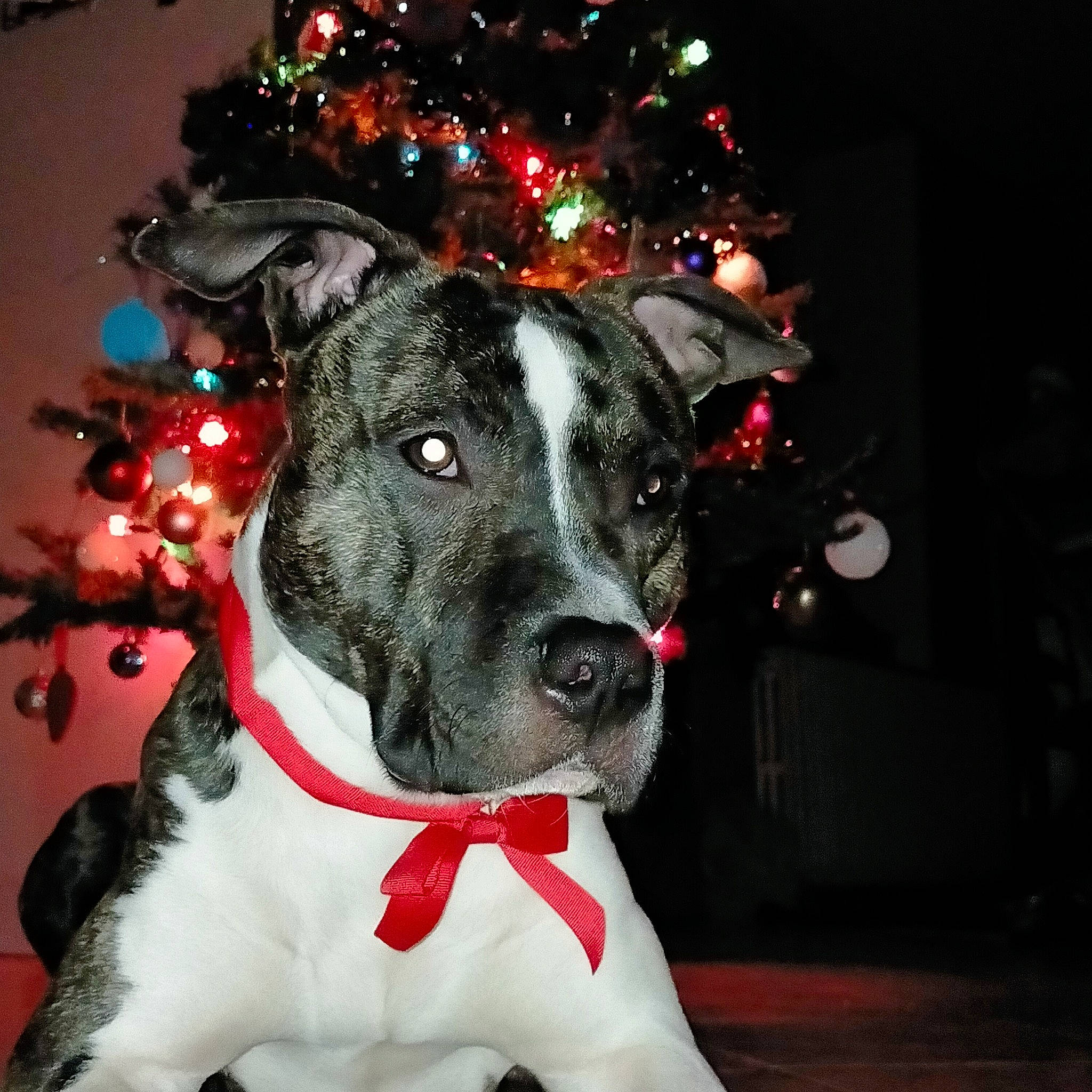 Rafale participe au concours pour gagner de l'argent avec cette photo : carnivore, christmas, christmas_decoration, christmas_ornament, christmas_tree, collar, companion_dog, dog, dog_breed, dog_collar, event, fawn, fur, holiday, holiday_ornament, light, ornament, snout, whiskers, working_animal