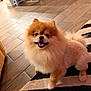 dog, pomeranian, small_dog, fluffy, cute, smiling, tongue_out, fur, pet, indoor, wood_floor, rug, striped_rug, living_room, home, sitting, portrait, brown, white, happy
