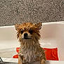 Lion joined the competition — help win amazing prizes! dog, wet_dog, small_dog, bathtub, bath, towel, orange_towel, tile_wall, bathroom, paw, fur, wet_fur, eyes, nose, pet, cute, looking_up, water_droplets, edge_of_tub, portrait