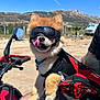 dog, pomeranian, goggles, motorcycle, handlebar, outdoor, sunny, blue_sky, mountains, tongue_out, harness, red, paw, fur, mirror, vehicle, pet, adventure, person_arm, travel