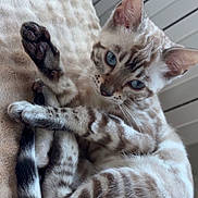 Arya a rejoint le concours — aidez-le/la à gagner de superbes lots ! animal, blanket, blue_eyes, cat, close_up, curled_up, cute, ears, feline, indoor, kitten, paws, pet, relaxed, resting, soft_texture, spotted_fur, tail, whiskers, young