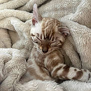 Arya participe au concours pour gagner de l'argent avec cette photo : kitten, cat, sleeping, blanket, fur, cozy, cute, nap, animal, pet, soft, relaxing, warm, comfort, striped, small, whiskers, indoor, young, resting