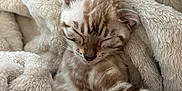 Arya participe au concours pour gagner de l'argent avec cette photo : animal, blanket, cat, comfort, cozy, cute, fur, indoor, kitten, nap, pet, relaxing, resting, sleeping, small, soft, striped, warm, whiskers, young