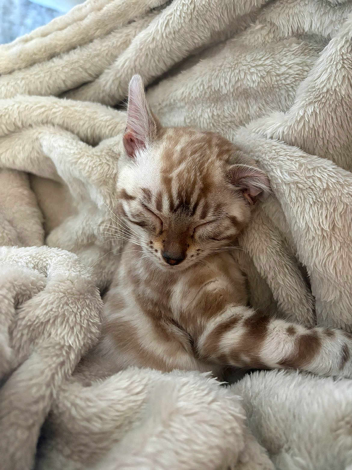 Arya participe au concours pour gagner de l'argent avec cette photo : kitten, cat, sleeping, blanket, fur, cozy, cute, nap, animal, pet, soft, relaxing, warm, comfort, striped, small, whiskers, indoor, young, resting