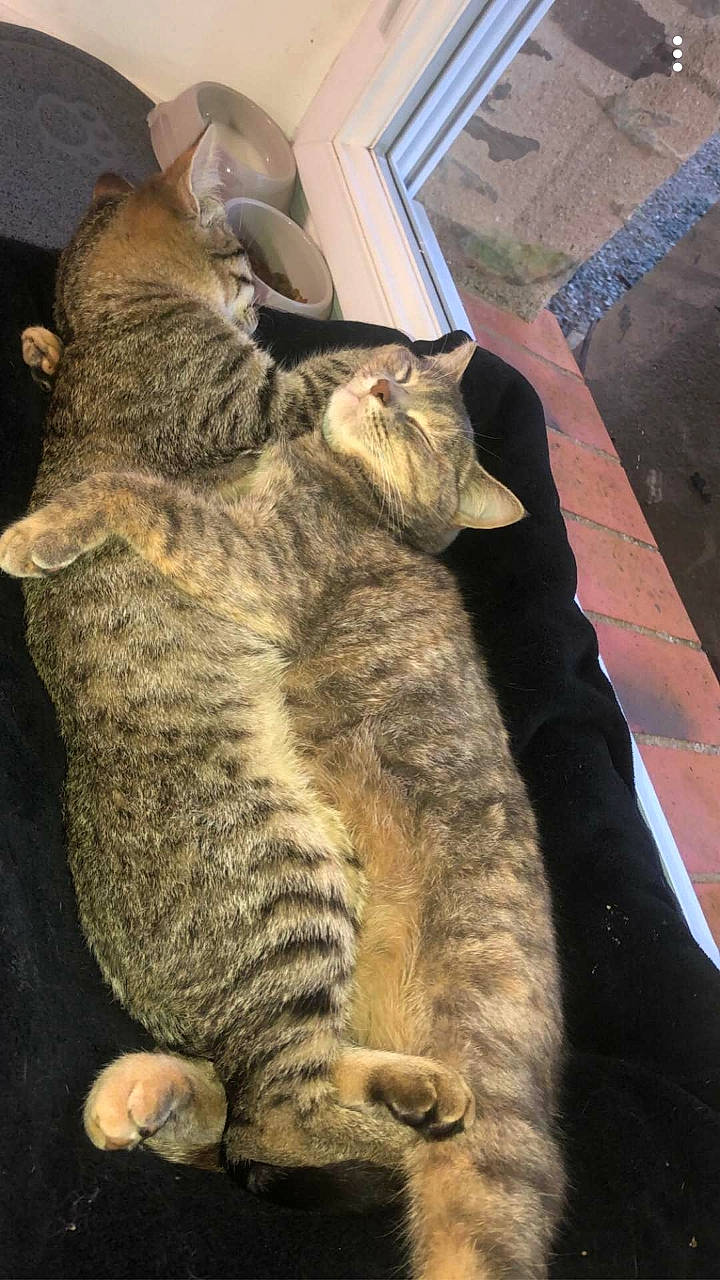 Kiki participe au concours pour gagner de l'argent avec cette photo : asian, california_spangled, carnivore, cat, claw, domestic_short_haired_cat, dragon_li, egyptian_mau, european_shorthair, felidae, fur, german_rex, mammal, ocicat, pixie_bob, small_to_medium_sized_cats, tabby_cat, tail, whiskers