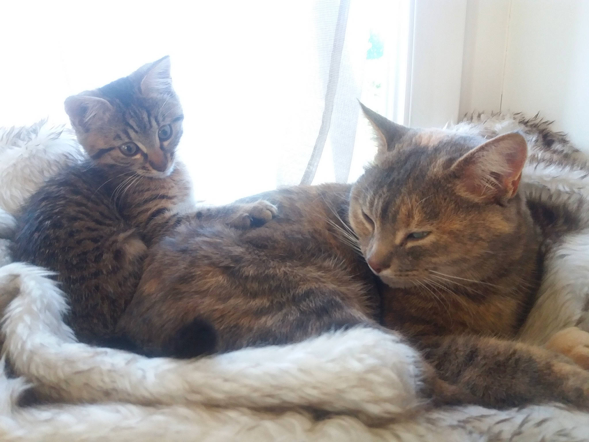 Kiki participe au concours pour gagner de l'argent avec cette photo : asian, australian_mist, british_semi_longhair, carnivore, cat, domestic_short_haired_cat, dragon_li, european_shorthair, felidae, fur, kitten, maine_coon, mammal, nap, pixie_bob, sky, small_to_medium_sized_cats, tabby_cat, vertebrate, whiskers