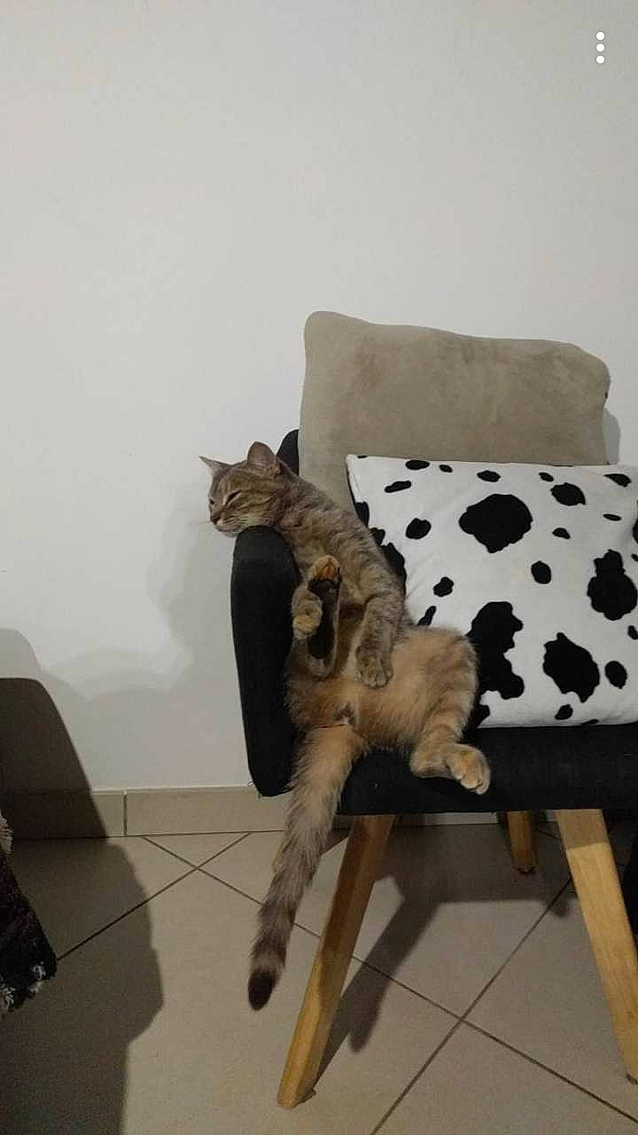 Kiki participe au concours pour gagner de l'argent avec cette photo : canidae, carnivore, cat, chair, fawn, felidae, furniture, kitten, paw, small_to_medium_sized_cats, tail