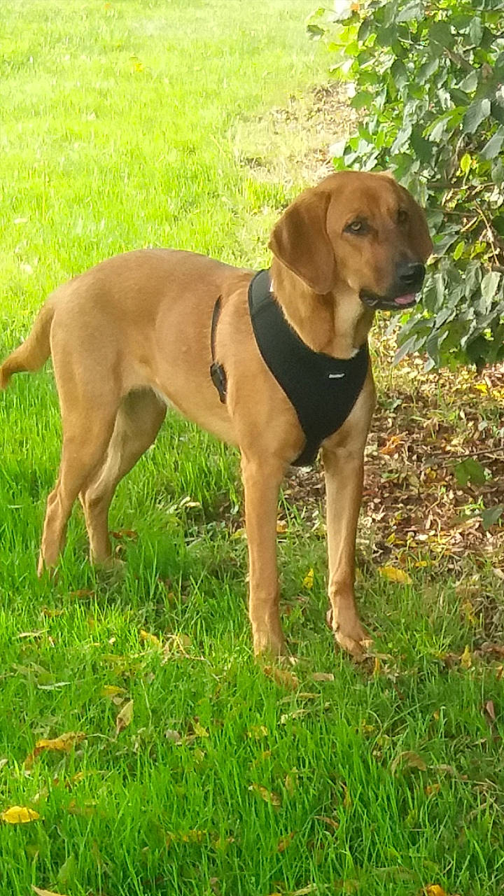 Tessy a rejoint le concours — aidez-le/la à gagner de superbes lots ! black_mouth_cur, broholmer, canidae, carnivore, dog, dog_breed, fawn, hound, hunting_dog, mammal, mountain_cur, polish_hound, portuguese_pointer, rare_breed_dog, rhodesian_ridgeback, sporting_group, tyrolean_hound, vertebrate, vizsla, working_dog