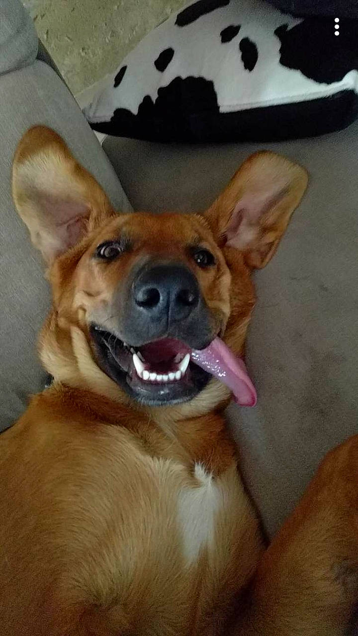 Tessy a rejoint le concours — aidez-le/la à gagner de superbes lots ! aspin, basenji, canidae, cardigan_welsh_corgi, carnivore, carolina_dog, corgi_chihuahua, dog, dog_breed, ear, fawn, feist, mammal, pariah_dog, pembroke_welsh_corgi, snout, vertebrate, welsh_corgi