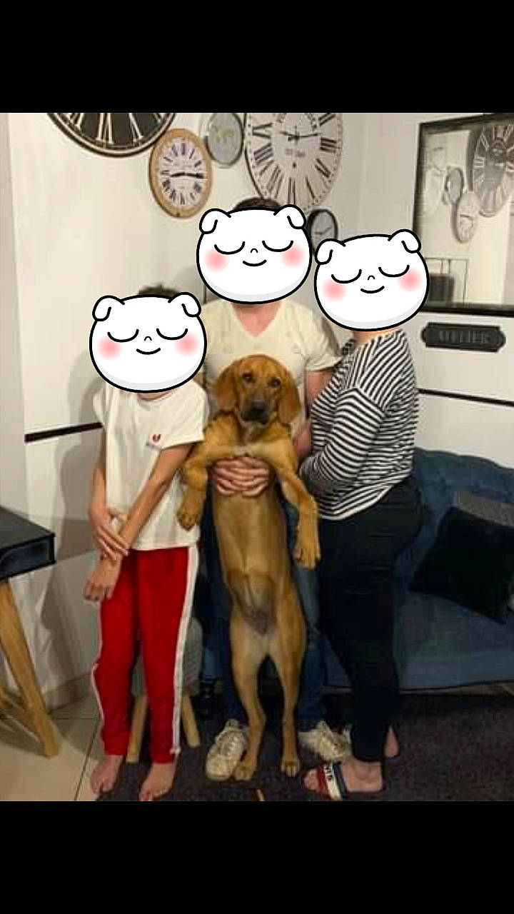 Tessy a rejoint le concours — aidez-le/la à gagner de superbes lots ! art, cartoon, fawn, humour, illustration, photography