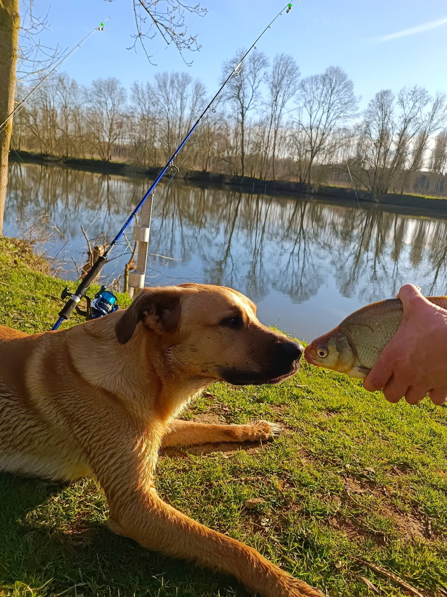 Simba participe au concours pour gagner de l'argent avec cette photo : body_of_water, carnivore, collar, companion_dog, dog, dog_breed, fawn, grass, lake, landscape, natural_landscape, plant, sky, sporting_group, tail, tree, water, wildlife, wood, working_animal