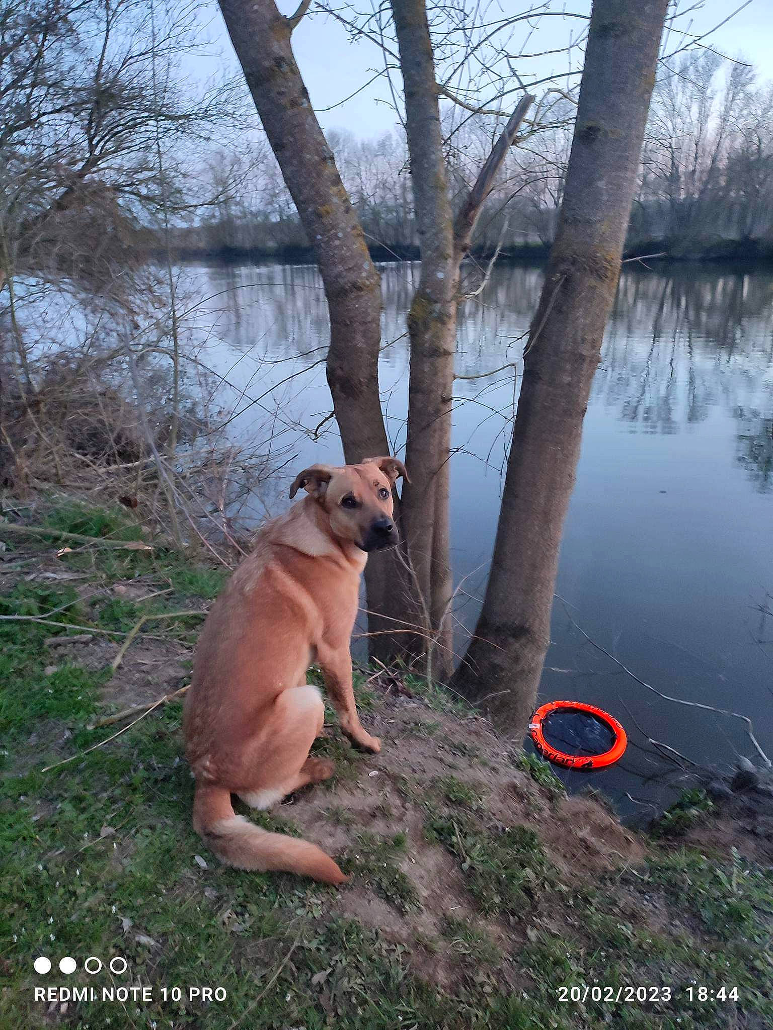 Simba a rejoint le concours — aidez-le/la à gagner de superbes lots ! canidae, carnivore, companion_dog, dog, dog_breed, fawn, forest, grass, lake, natural_landscape, plant, sky, sporting_group, tail, tree, trunk, twig, water, wildlife, wood