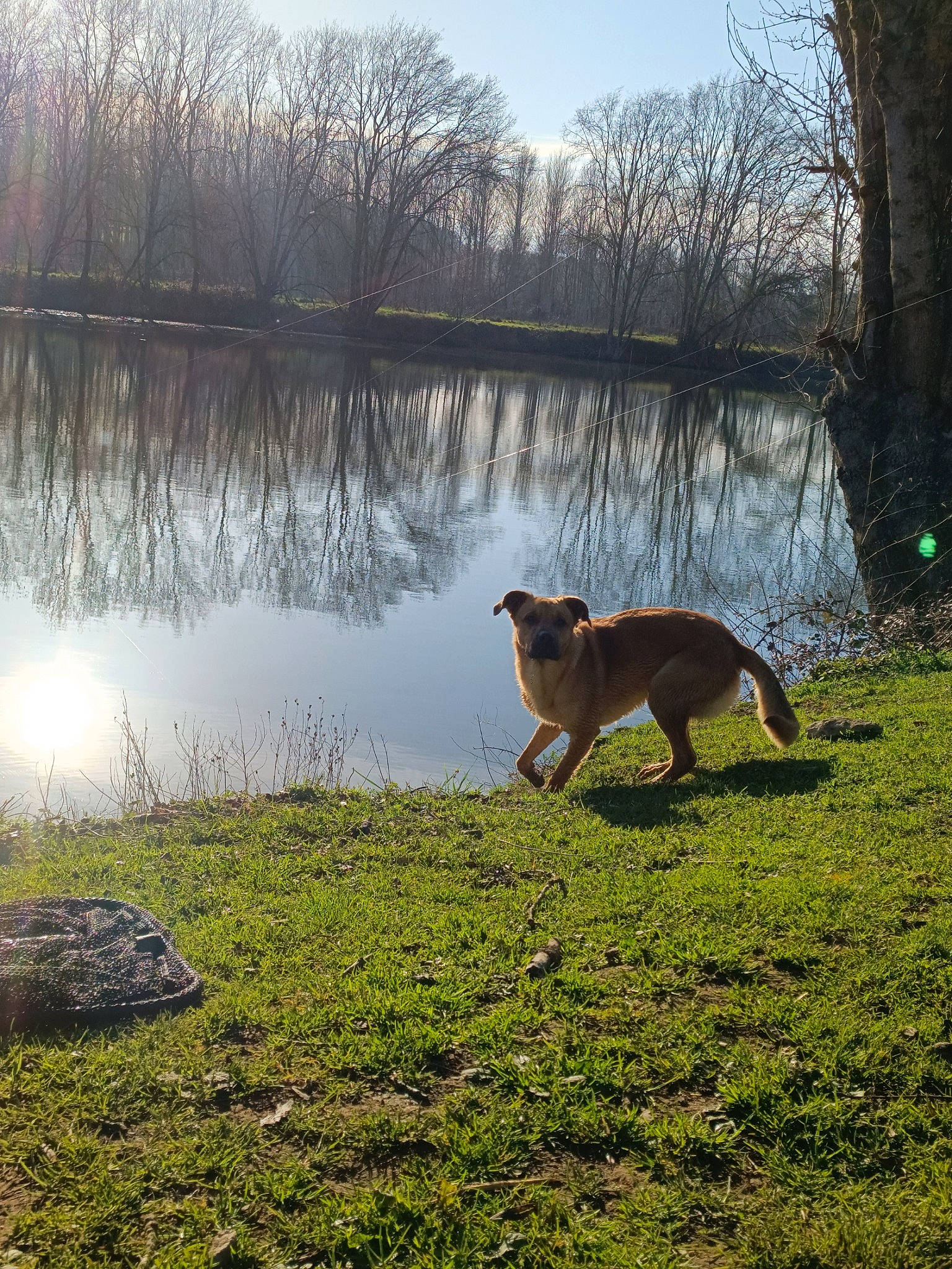 Simba a rejoint le concours — aidez-le/la à gagner de superbes lots ! carnivore, companion_dog, dog, dog_breed, fawn, grass, grass_family, grassland, lacustrine_plain, lake, landscape, natural_landscape, pasture, plant, sky, tail, tree, trunk, water, wood