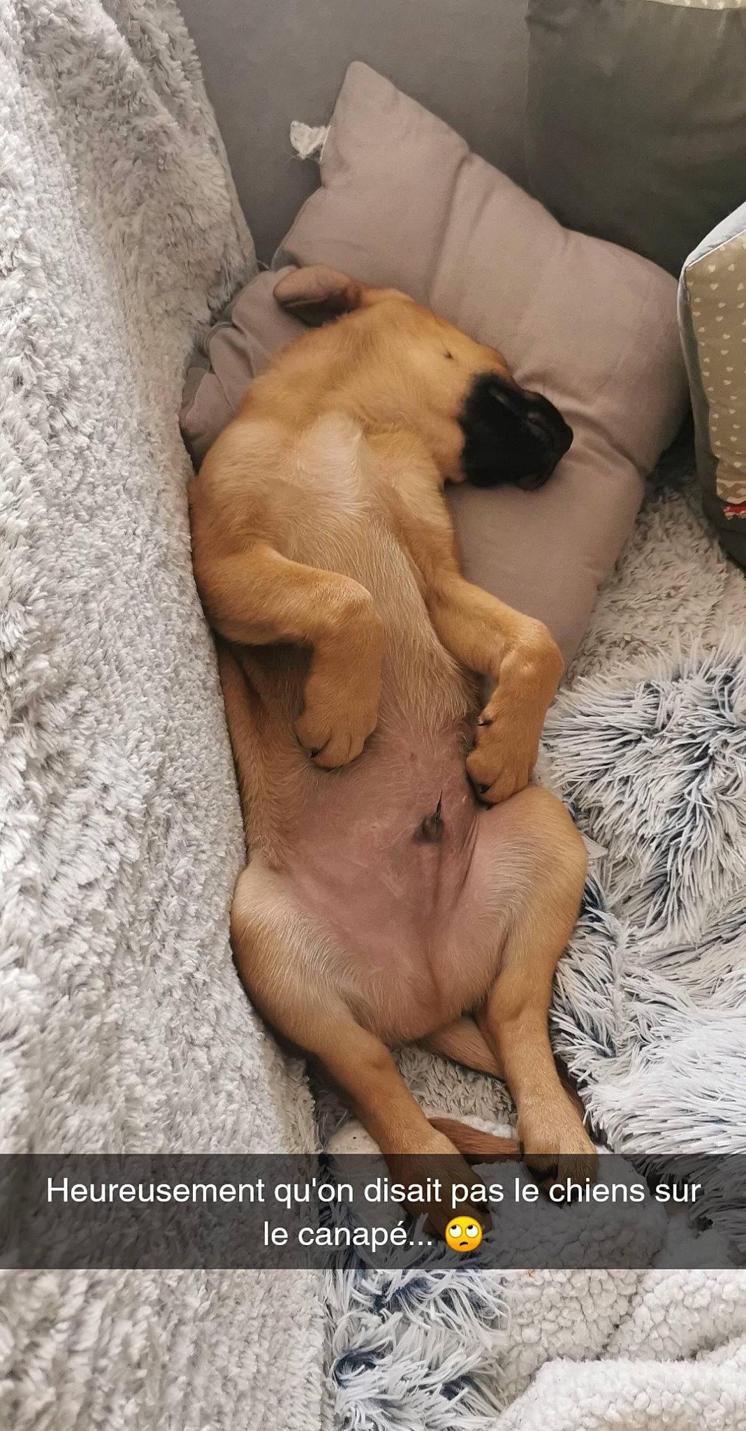 Simba a rejoint le concours — aidez-le/la à gagner de superbes lots ! carnivore, comfort, companion_dog, dog, dog_breed, fawn, non_sporting_group, paw, photo_caption, terrestrial_animal, toy_dog, working_animal, wrinkle