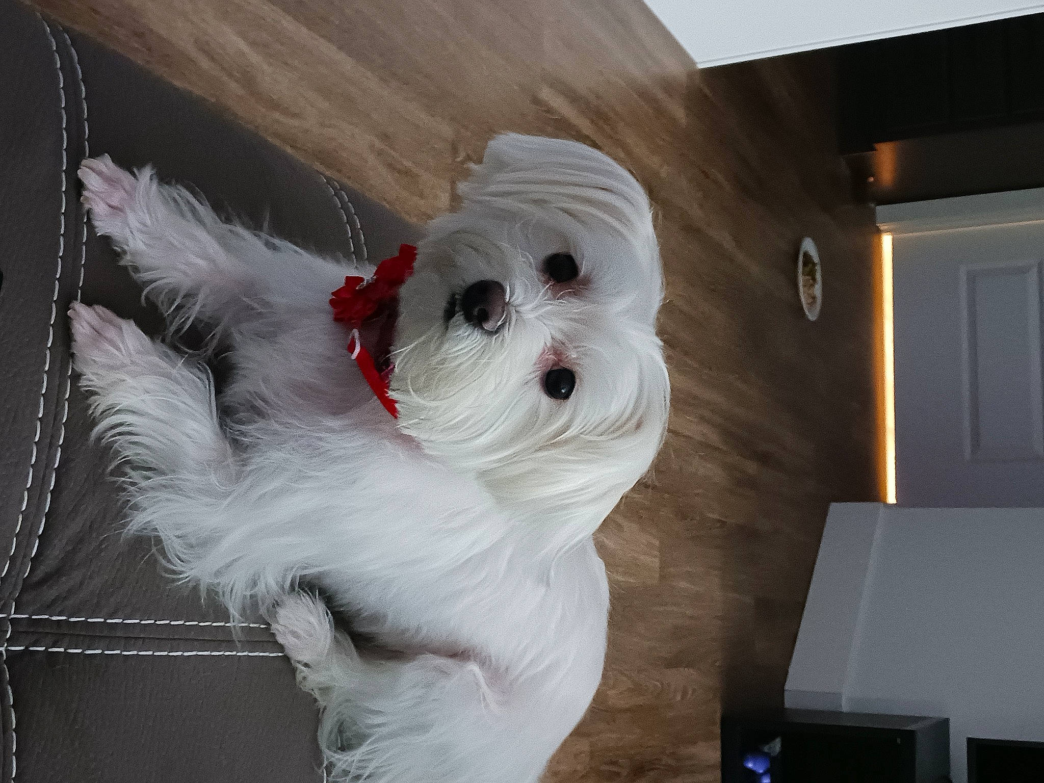 Belle joined the competition — help win amazing prizes! art, canidae, carmine, carnivore, comfort, companion_dog, dog, dog_breed, dog_clothes, eyewear, fawn, fur, snout, sporting_group, sunglasses, tail, toy_dog, whiskers, wood, working_animal