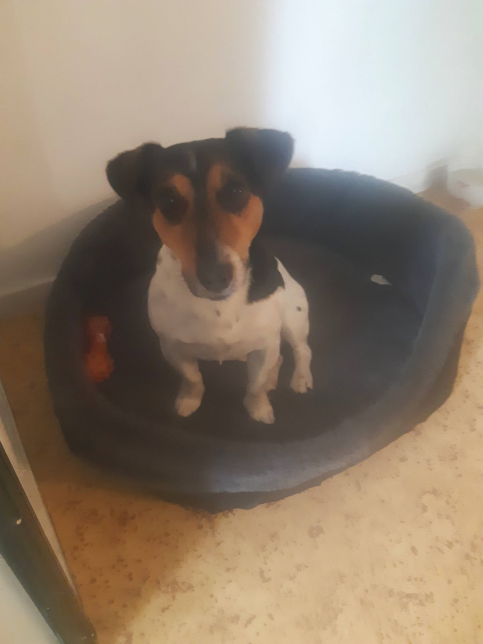 Benji a rejoint le concours — aidez-le/la à gagner de superbes lots ! brazilian_terrier, canidae, carnivore, chilean_fox_terrier, danish_swedish_farmdog, dog, dog_breed, fox_terrier, jack_russell_terrier, mammal, miniature_fox_terrier, rat_terrier, ratonero_bodeguero_andaluz, russell_terrier, smooth_fox_terrier, teddy_roosevelt_terrier