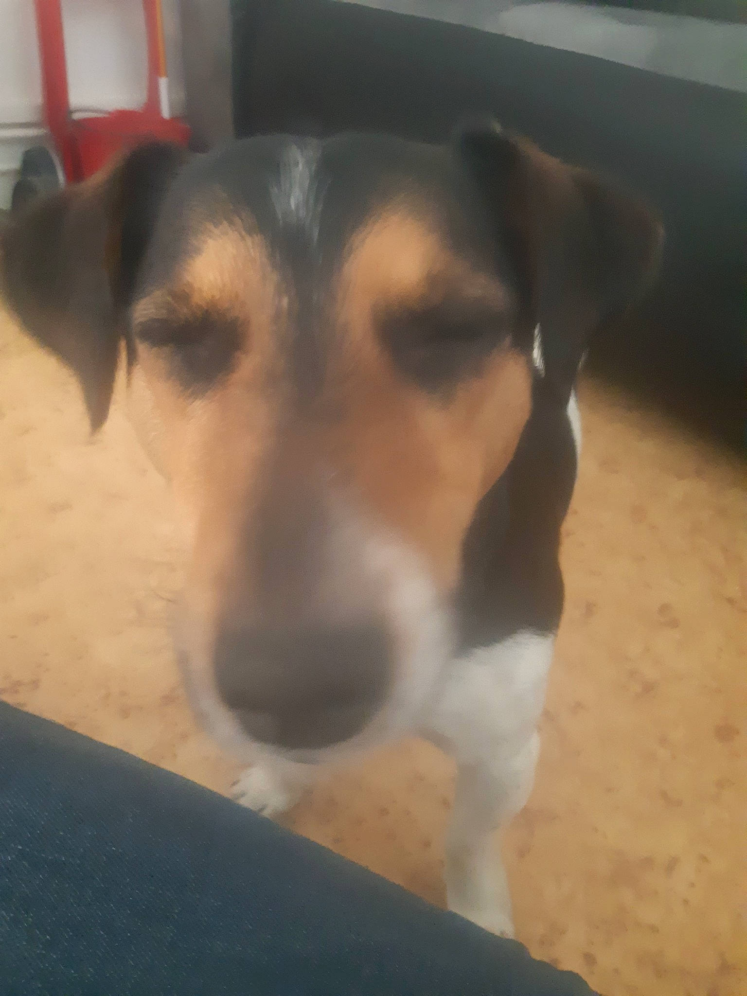 Benji a rejoint le concours — aidez-le/la à gagner de superbes lots ! beagle_harrier, brazilian_terrier, canidae, carnivore, danish_swedish_farmdog, dog, dog_breed, fox_terrier, harrier, mammal, nose, potcake_dog, ratonero_bodeguero_andaluz, russell_terrier, serbian_tricolour_hound, smooth_fox_terrier, snout, street_dog, vertebrate, whiskers