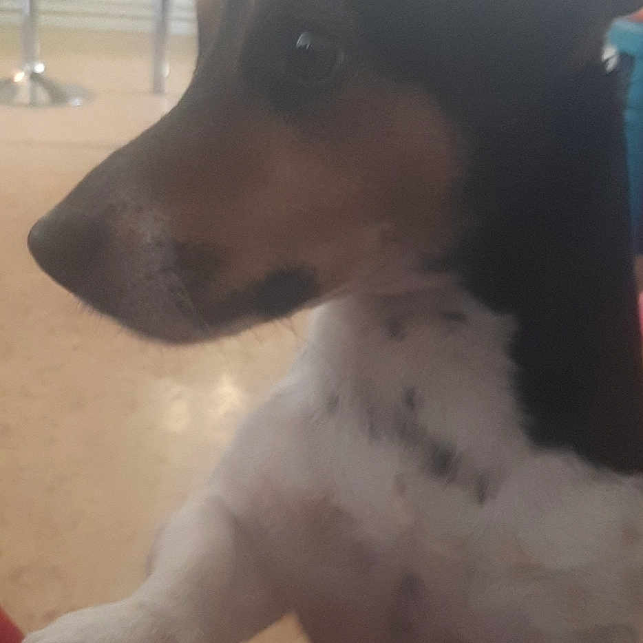 Benji