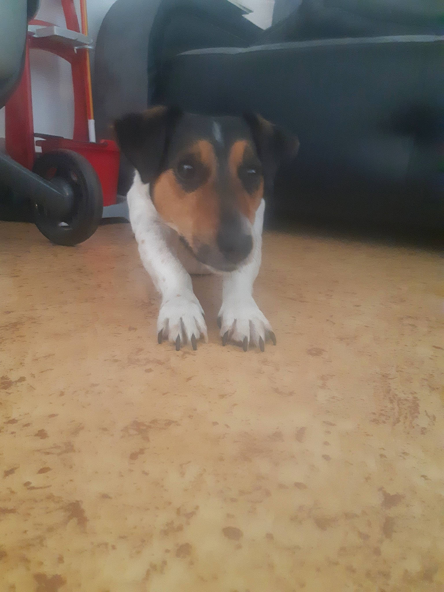 Benji a rejoint le concours — aidez-le/la à gagner de superbes lots ! brazilian_terrier, canidae, carnivore, chilean_fox_terrier, companion_dog, danish_swedish_farmdog, dog, dog_breed, fox_terrier, harrier, mammal, pocket_beagle, puppy, rare_breed_dog, ratonero_bodeguero_andaluz, serbian_tricolour_hound, smooth_fox_terrier, snout, street_dog, vertebrate
