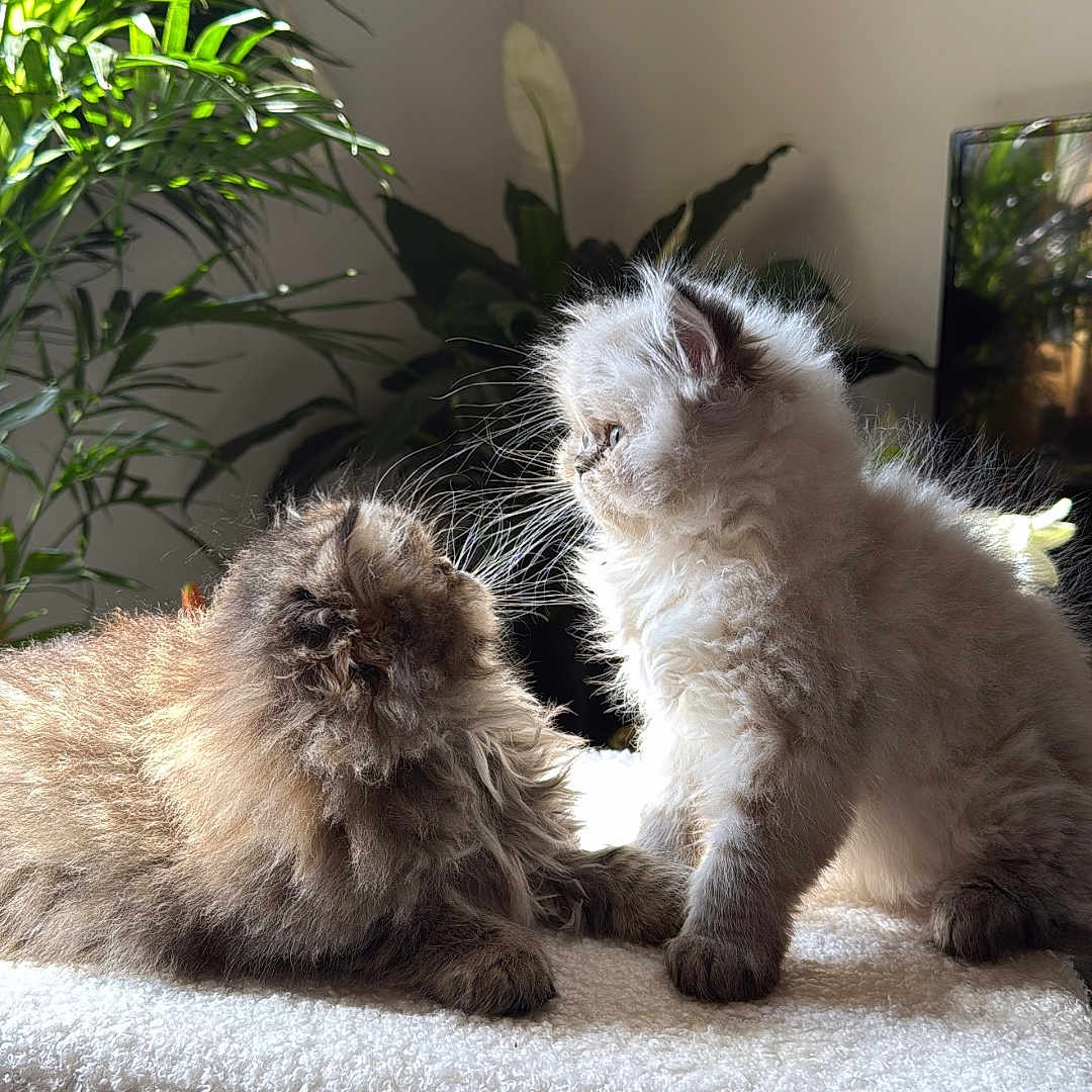 Tequila Y Brandy is registered to the contest to win money with this photo: abyssinian, angora, animal, canine, cat, couch, dog, flower, furniture, kitten, leaf, lion, manx, pet, plant, pottedplant, siamese, wood