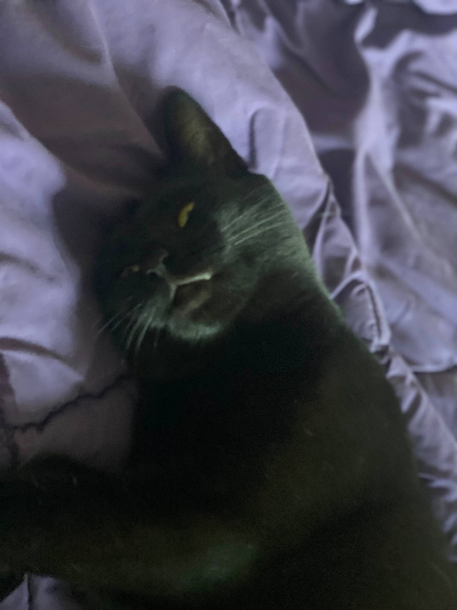 Cacahouète participe au concours pour gagner de l'argent avec cette photo : black_cat, carnivore, cat, comfort, darkness, domestic_short_haired_cat, electric_blue, felidae, fur, gesture, grey, monochrome, monochrome_photography, russian_blue, sleeve, small_to_medium_sized_cats, tail, whiskers