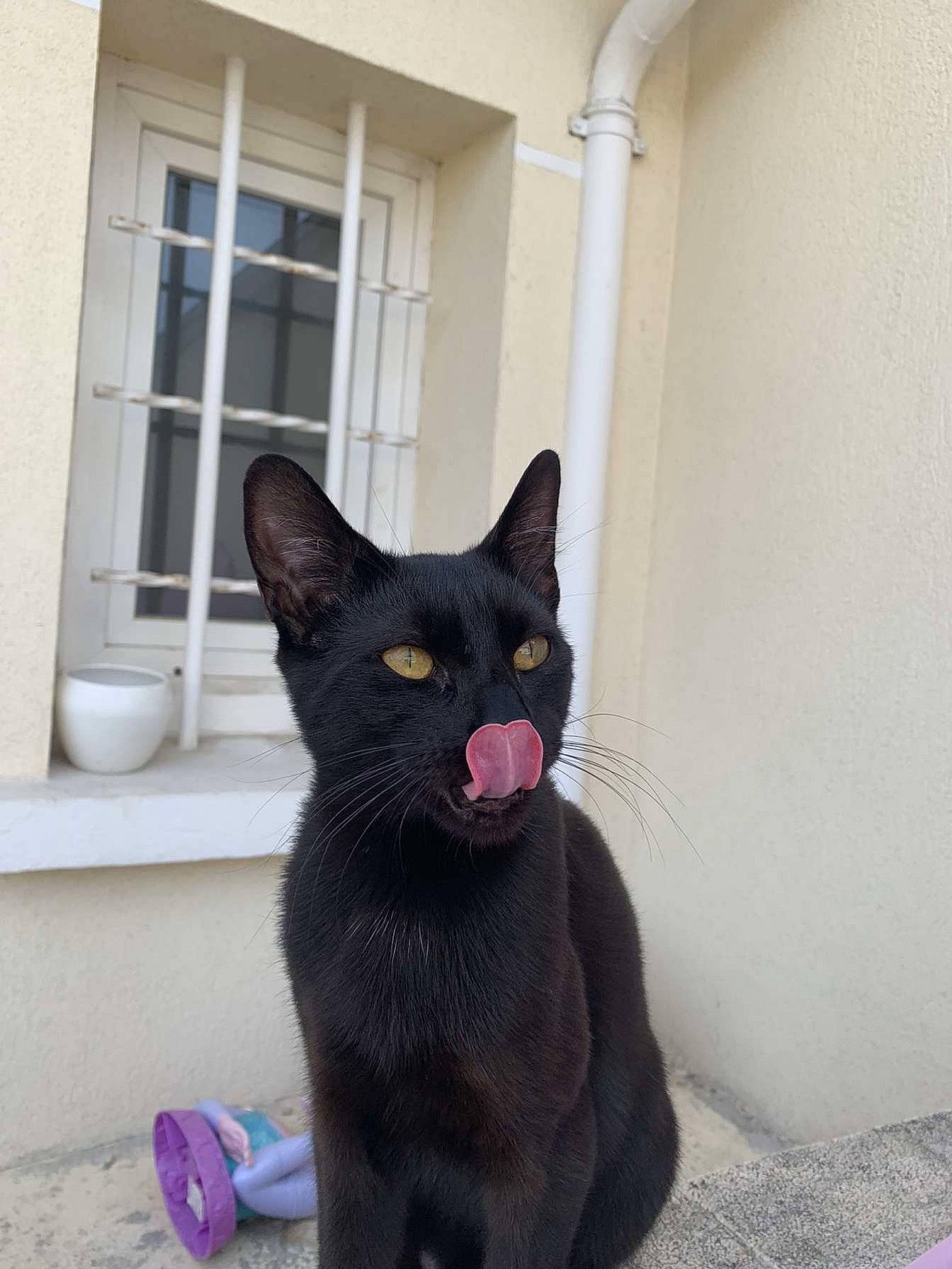 Cacahouète participe au concours pour gagner de l'argent avec cette photo : black_cat, bombay, carnivore, cat, domestic_short_haired_cat, felidae, fixture, flooring, fur, grey, havana_brown, paw, small_to_medium_sized_cats, tail, whiskers, window