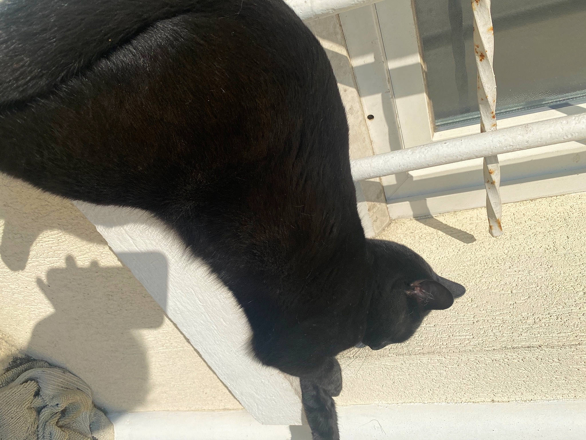 Cacahouète a rejoint le concours — aidez-le/la à gagner de superbes lots ! borador, canidae, carnivore, collar, companion_dog, dog, dog_breed, dog_collar, fawn, floor, flooring, fur, human_leg, liver, snout, sporting_group, tail, terrestrial_animal, tints_and_shades, working_animal