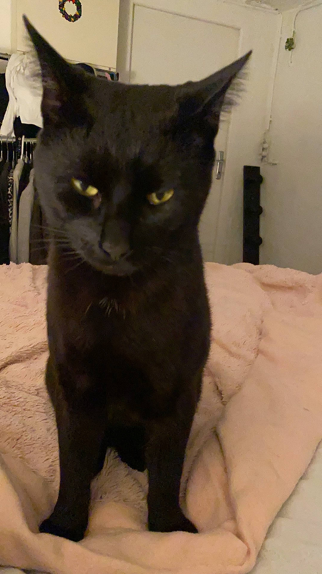 Cacahouète a rejoint le concours — aidez-le/la à gagner de superbes lots ! black_cat, carnivore, cat, comfort, domestic_short_haired_cat, eye, felidae, fur, grey, havana_brown, small_to_medium_sized_cats, snout, terrestrial_animal, whiskers