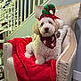 Dewey joined the competition — help win amazing prizes! armchair, bandana, christmas_decor, christmas_theme, cozy, cute, decorative_branches, dog, elf_hat, festive, fluffy, holiday, holiday_hat, indoor, pet, portrait, red_blanket, seated, staircase, white_dog