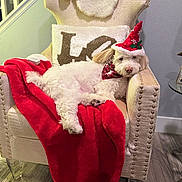 Dewey is registered to the contest to win money with this photo: bandana, chair, christmas, cozy, cute, decor, dog, festive, flooring, furniture, holiday_hat, home, indoor, love_text, pet, pillow, red_blanket, relaxed, resting, white_dog