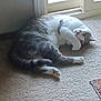 animal, carpet, cat, cozy, cute, domestic, fur, gray, home, indoor, lazy, paw, pet, relaxed, resting, sleeping, striped, sunlight, white, window