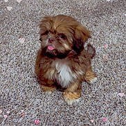 Bella is registered to the contest to win money with this photo: puppy, dog, brown, white_chest, tongue_out, carpet, fluffy, small_dog, cute, pet, indoor, adorable, sitting, young_dog, fur, animal, playful, companion, domestic_animal, heart_bokeh